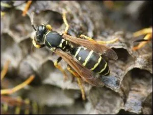 Quel est cet insecte ?