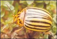 Connaissez-vous cet insecte ?