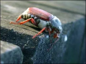 Quel est le nom de celui-ci ?