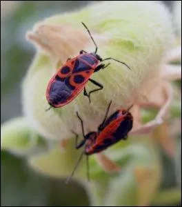 Que sont ces insectes ?