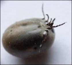 Quel est cet insecte ?