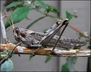 Reconnaissez-vous celui-ci ?