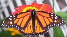 Celui-ci est moins rbarbatif :