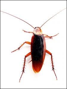 Quel est le nom de cet insecte ?