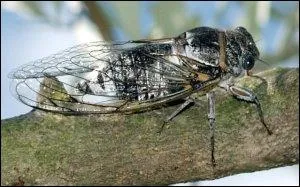 Connaissez-vous cet insecte ?