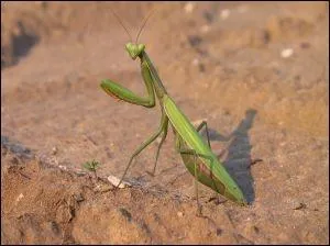 Quel est le nom de celui-ci ?