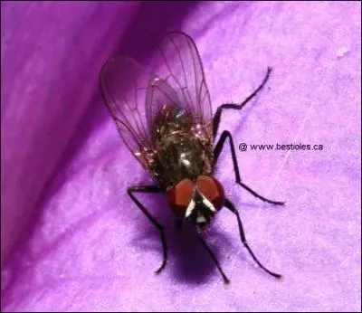 Quel est cet insecte ?