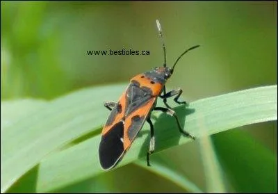 Reconnaissez-vous celui-l ?