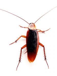 Quiz Nature, cologie
