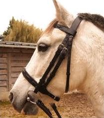 Quiz Galop 2