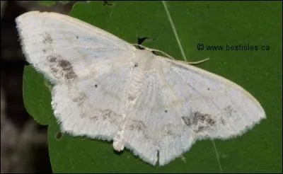 Quel est le nom de ce papillon de nuit ?