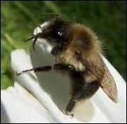 Le bourdon se nourrit d'insectes :