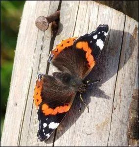 Quel est le nom de ce papillon bien connu ?