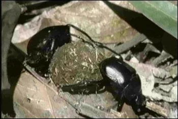 Le bousier se nourrit d'excrments :