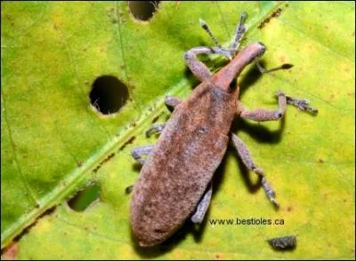 Le charenon est un insecte ravageur nuisible aux rcoltes :