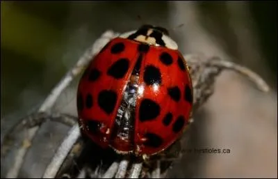 La coccinelle est :