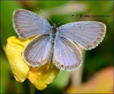 Quel est le nom de ce papillon ?