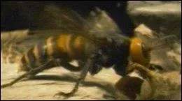 Le venin du frelon est dangereux :