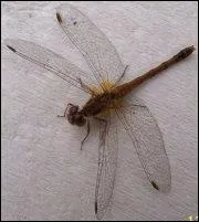 Quel est cet insecte appel demoiselle ?