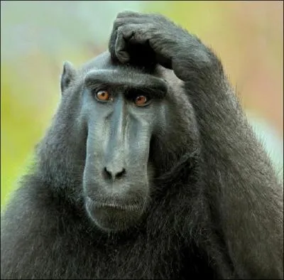 Tiens ! Un membre minent de Quizz-Biz s'interroge. Qui est-ce ?