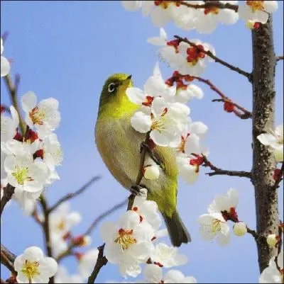 Ce petit passereau est un zostrops, mais plus communment il est appel ... . .
