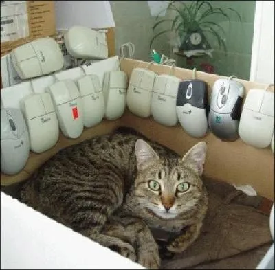 Un tableau de chasse impressionnant digne d'un dessin de