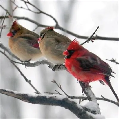 C'est un conclave ! Une runion ... . .