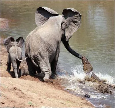 Attention petit ! Nous avons la visite de la mre ... .