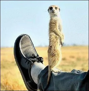 Voici ce qui peut vous arriver si vous levez le pied en ... . .