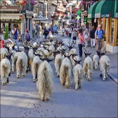 Que voyez-vous sur cette photo ?