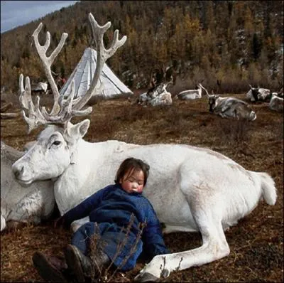 Dans ce pays, pas besoin de somnifres pour plonger dans les bras de Morphe, un bon renne vous suffit ... . .