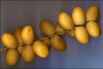La datte est le fruit du palmier dattier, de la famille des Palmaces. Qu'est-ce qui est reprsent sur la photo ?