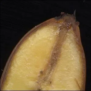 Quel nom porte la partie de cette banane o se rattachait la fleur ?