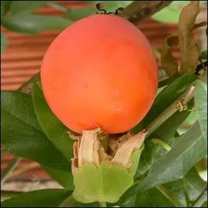 C'est parce que la fleur qui lui a donn naissance simule pour certains la couronne d'pines de Jsus-Christ que son nom s'crit :