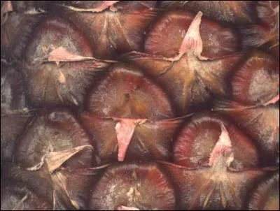 D'o provient chacune des petites units que l'on dcouvre sur l'ananas ?