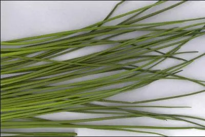 Voil un petit fagot de feuilles de ciboulettes. Elles sont en forme de cylindres creux et proviennent d'un bulbe. Vous demandez la famille des :