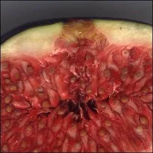 Que reprsente ce dtail d'une coupe longitudinale d'un fruit appartenant  la famille des Moraces ?