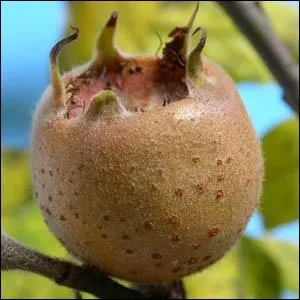 Comment sont appels par les botanistes ces fruits particuliers que sont les pommes, poires, coings, et nfles ?