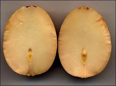 Il appartient  la famille des Lauraces. Qu'est-ce qui est reprsent sur la photo ?