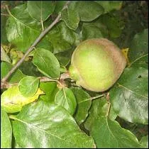 Comme chez la pomme, la partie cartilagineuse est forme de 5 loges contenant chacune deux graines. Quel est ce fruit appartenant  la famille des Rosaces ?