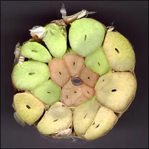 C'est une tte coupe transversalement et en couleurs. Celle de :