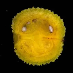 Les fruits passent du vert au rouge. Compte tenu du temps de maturation, on peut trouver sur le mme arbre des fruits verts de l'anne et des fruits mrs de l'anne prcdente.
