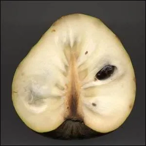 Hum ! Un gros fruit vert  chair blanche sucre et dlicieuse contenant des graines noires, encore nomm pomme cannelle ou corossol.