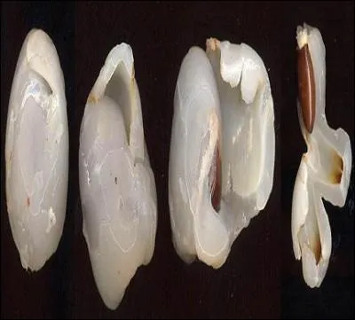 La partie charnue est en fait une excroissance du tissu formant une enveloppe autour de la graine. Comment s'appelle la chair que l'on va dguster ?