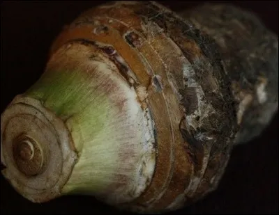 Avec quelles feuilles en forme de cur prépare-t-on le calalou, plat antillais ?