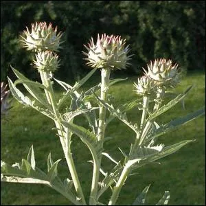 Voisin de l'artichaut mais ce sont les pétioles qui sont consommés.