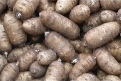 De la famille des Apiacées, anciennement Ombellifères, il est cultivé pour son tubercule de racine comestible.