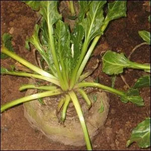 Betterave au champ. De quelle famille est-elle ?