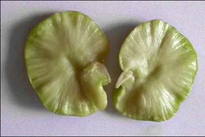 Graines le plus souvent consommées cuites comme les haricots secs. Les jeunes grains peuvent aussi être consommés crus, mais il faut enlever le tégument très épais.