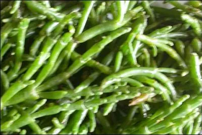Une plante halophile consommable comme légume : la salicorne. Que signifie "halophile" ?
